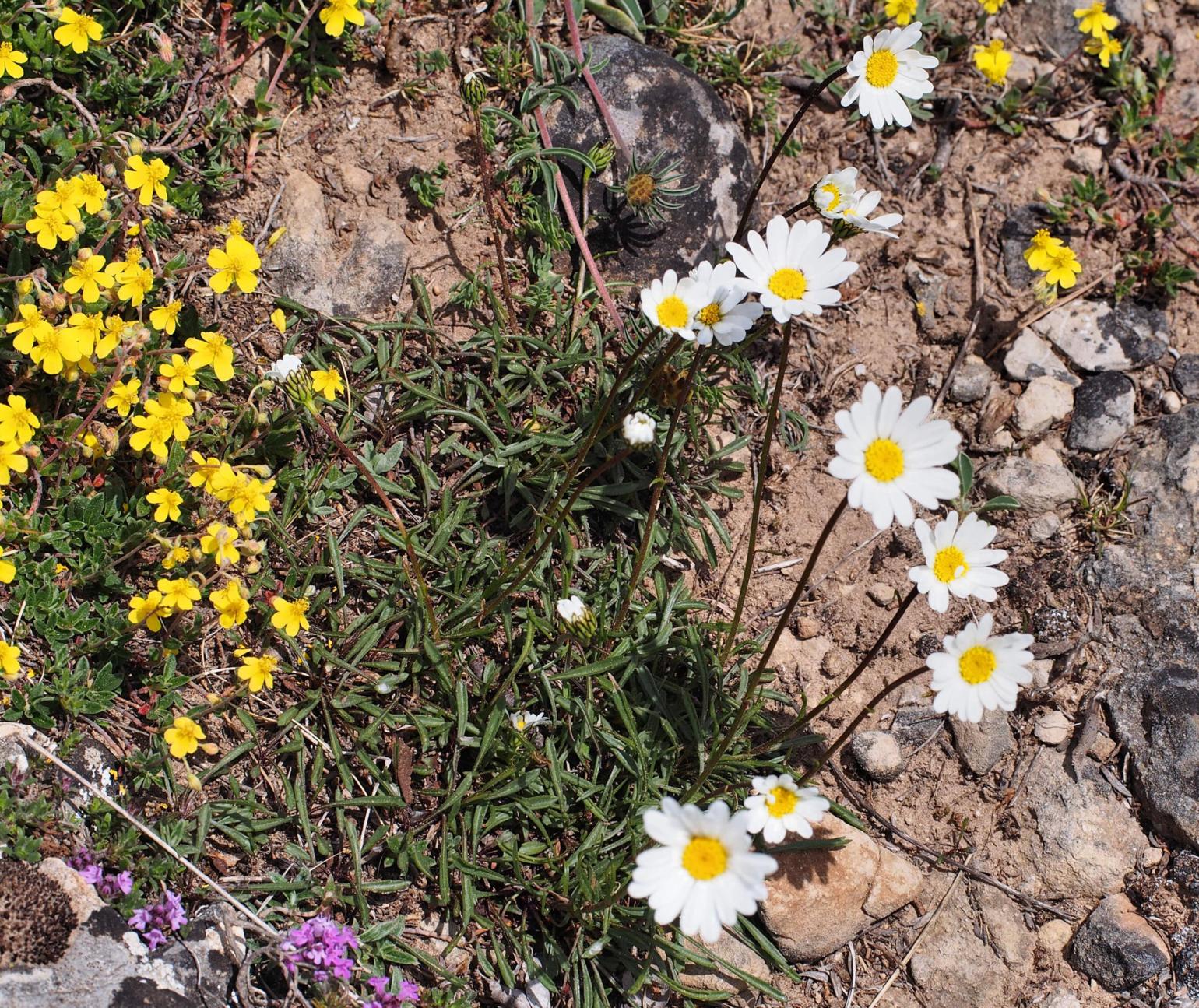 Ox-eye daisy, Grass-leaved